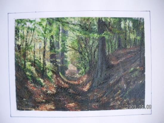 Forêt de Soigne