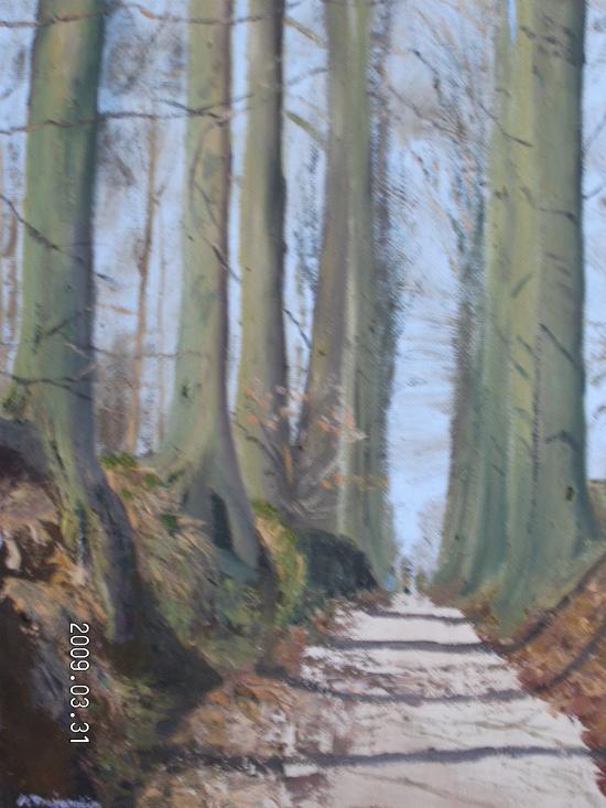 Forêt de Soigne