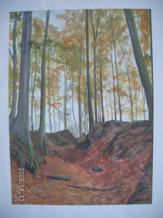 Forêt de Soigne